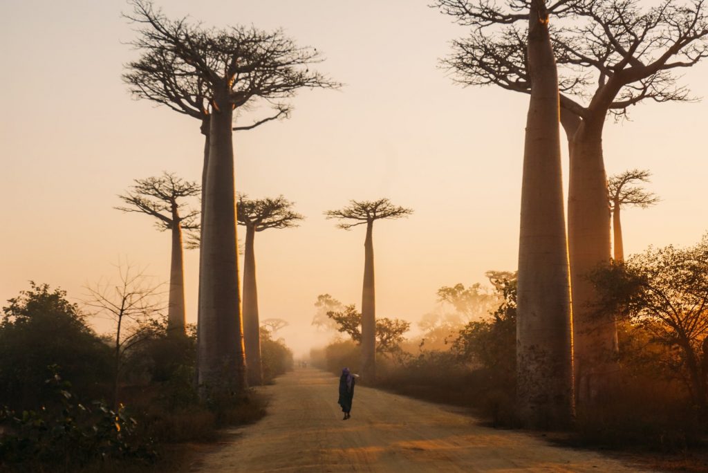 Avenida de llos baobabs