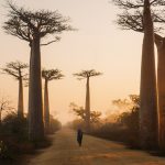 Avenida de llos baobabs