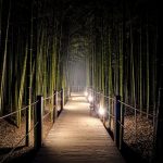 bosque de bambu de segano