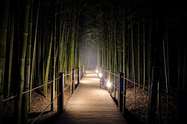 bosque de bambu de segano