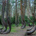 bosque torcido en Polonia