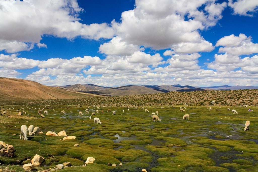 Reserva nacional de Ulla Ulla en Bolivia