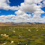 Reserva nacional de Ulla Ulla en Bolivia