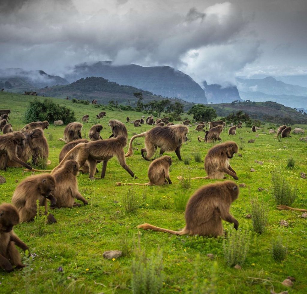 Babuinos Gelada en trekking Montañas del Simien