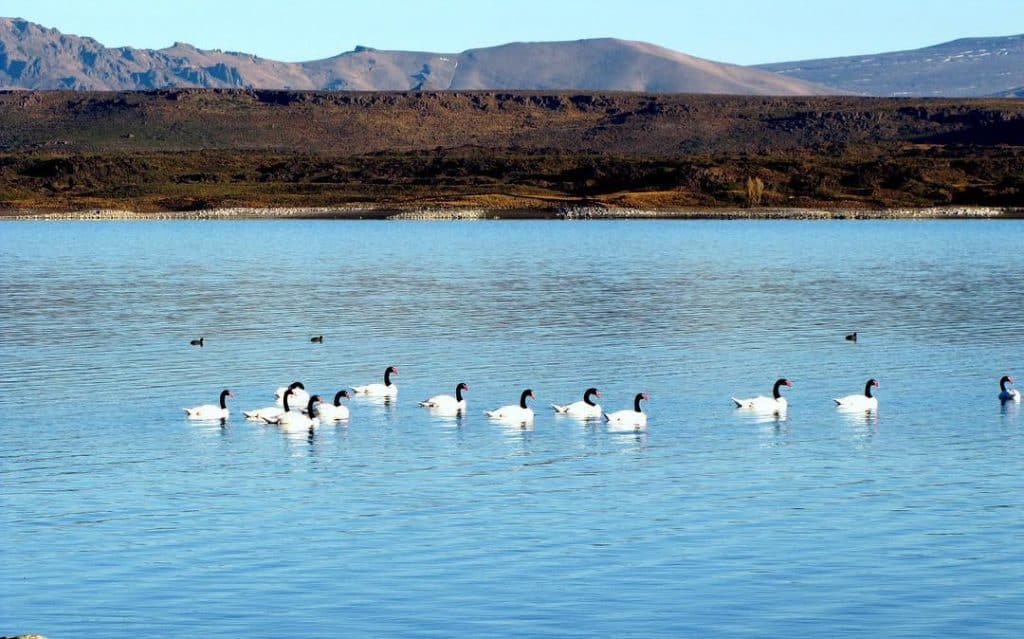 Cisne de cuello negro en el Parque Nacional Laguna Blanca